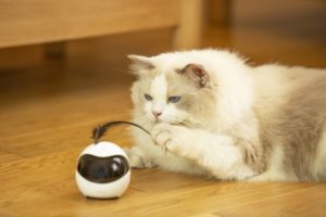 猫用ロボットEbo