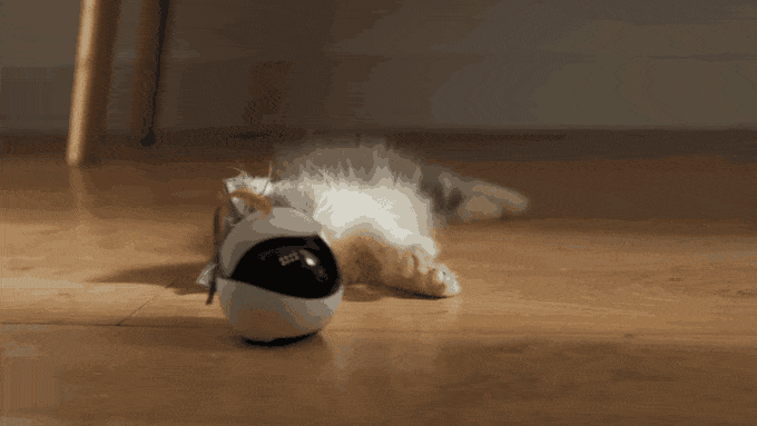 猫のお友達ロボット「Ebo（イーボ）」とは?